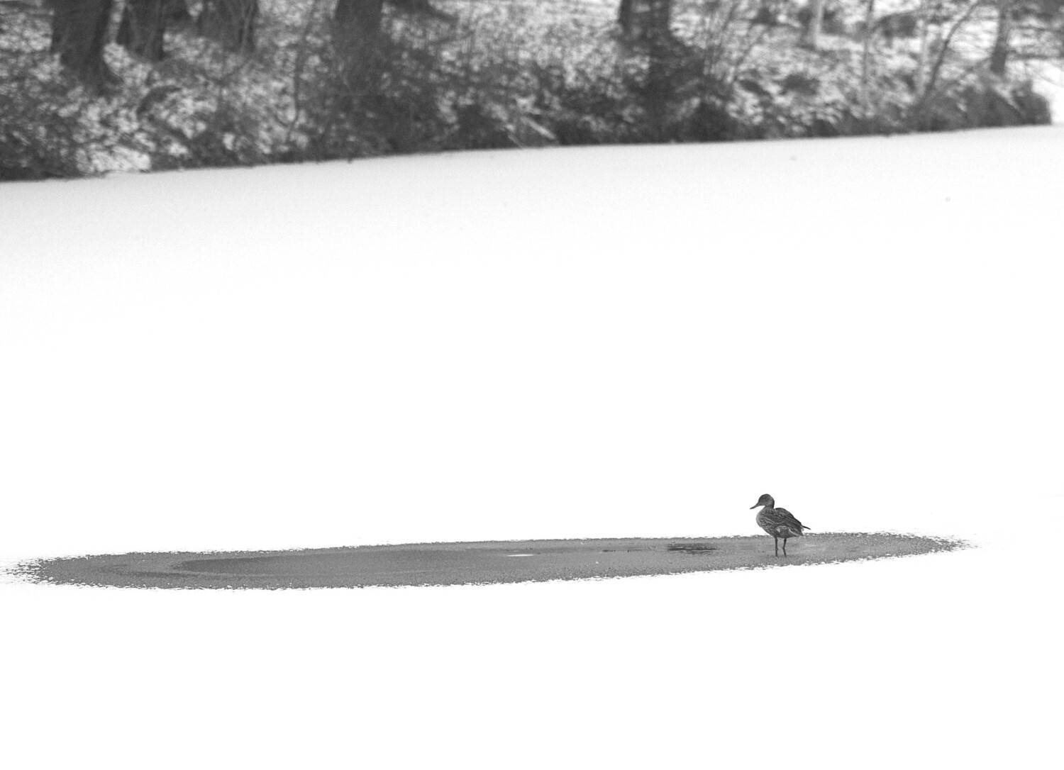 улететь не получилось., Михаил Белоусов