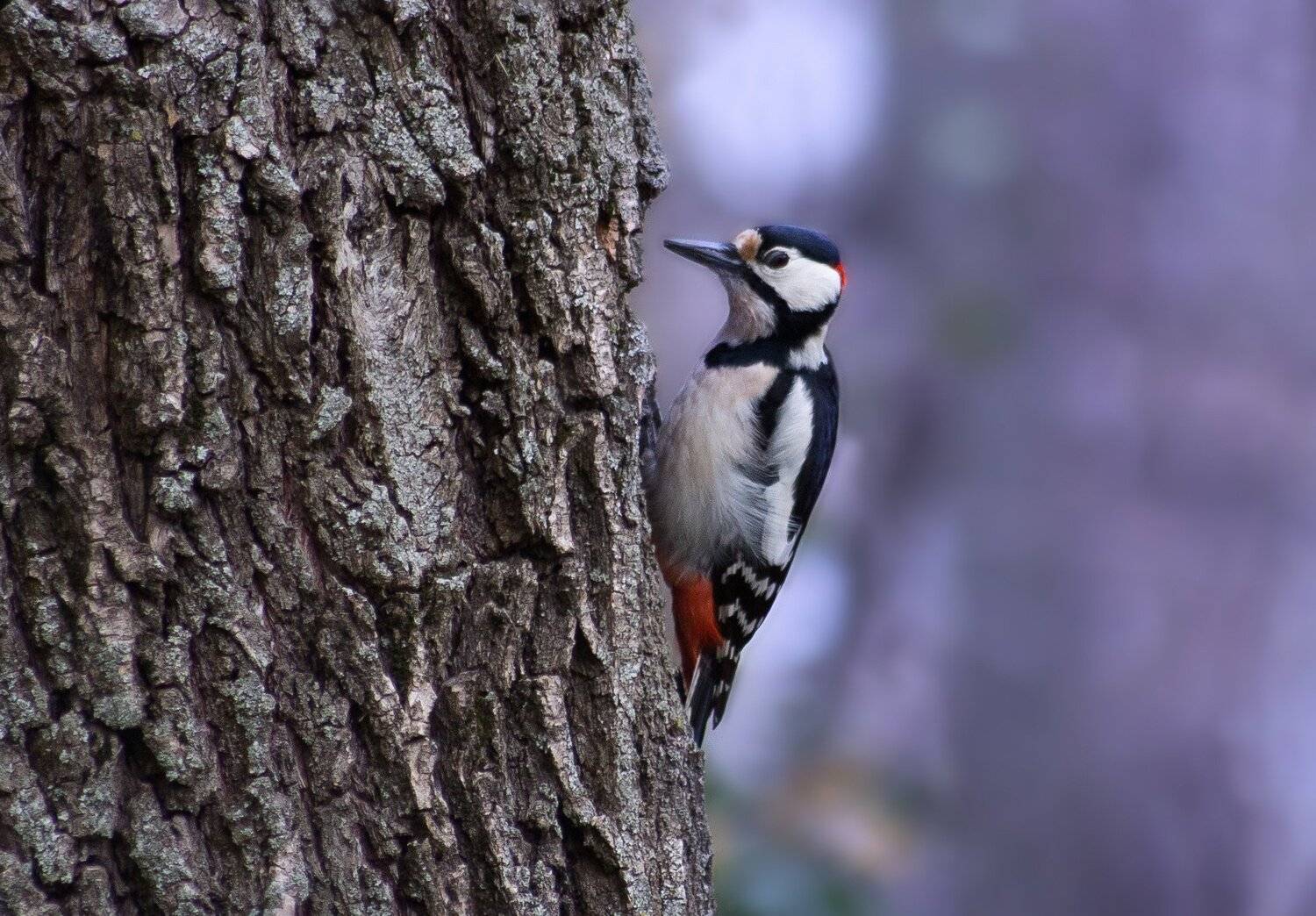 , Павел Сагайдак