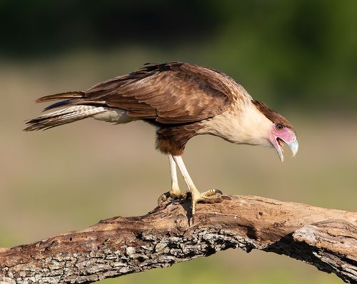 Crested Caracara  - Молодая Каракара