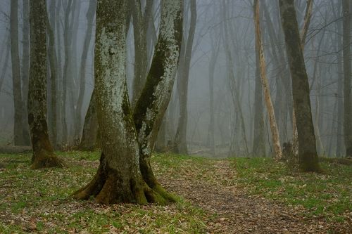 Туманное утро в весеннем лесу