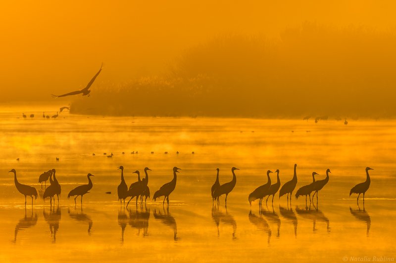 природа,птицы,животные,журавли,рассвет,утро,туман,отражения,стая птиц,магия природы,золотой туман Журавушки в золотом тумане на рассвете... фото превью