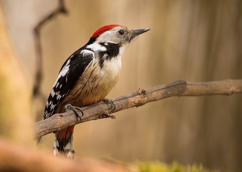 Middle spotted woodpecker фото превью