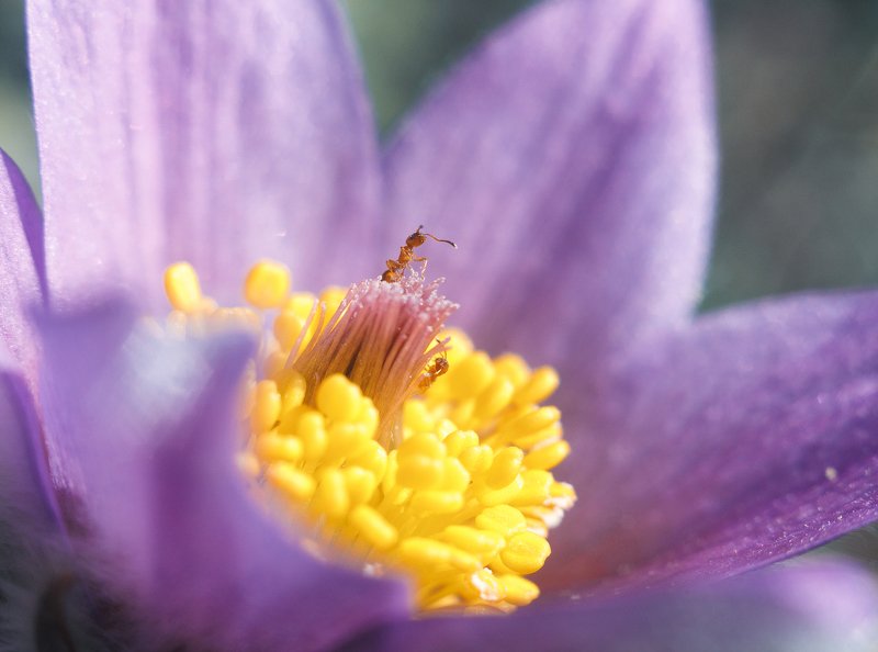 Природа, цветок, крупный план, растение, тычинка, пыльца, лепесток, сон-трава, муравей, nature, flower, close-up, plant, stamen, pollen, petal На пьедестале  фото превью