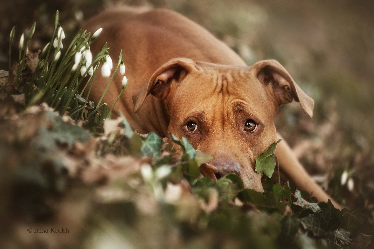 собака, питбуль, пит, подснежники, лес, Ирина Корх