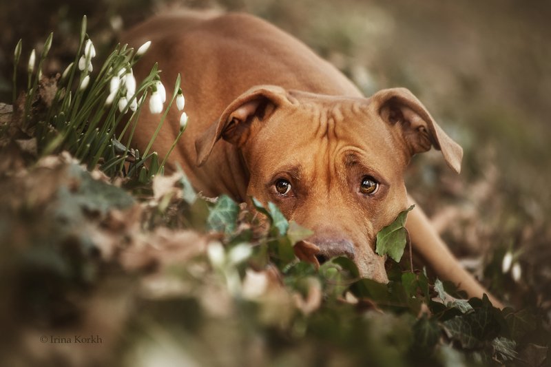 собака, питбуль, пит, подснежники, лес Что это там? фото превью