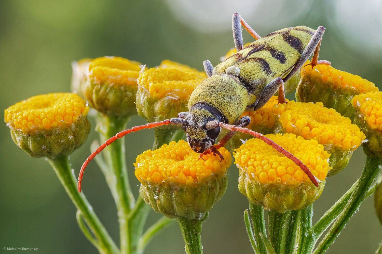 макро,стекинг,вега-11у, Максим Сумской