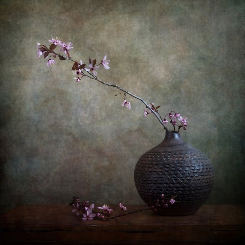 Sakura фото превью