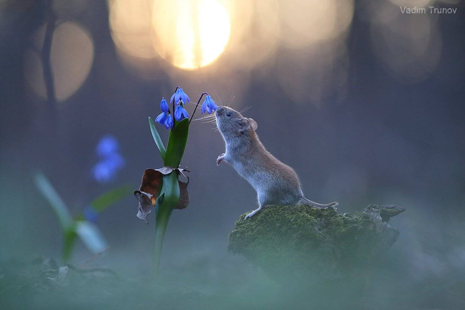 мышь, подснежник, весна, Вадим Трунов