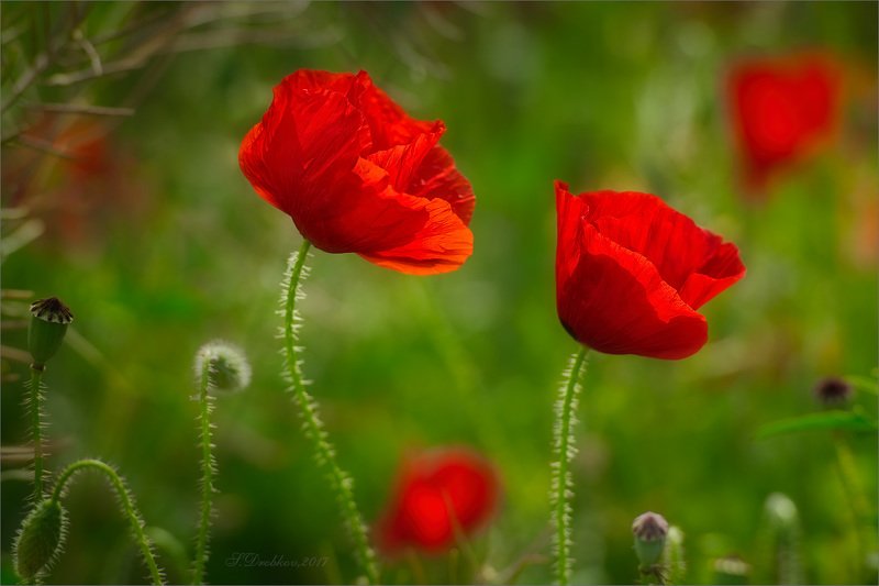 цветы, флора, весна, макро Красный весенний фото превью