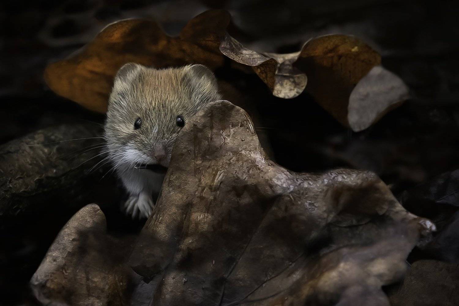 полёвка, дождь, лес, Наталия Сытина