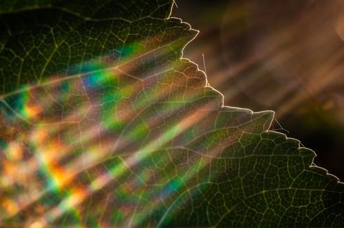 Оптическая мудрёность Веги