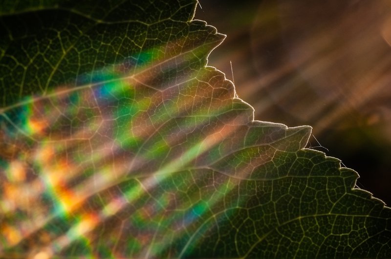 макро,флора,растения,лист,утро,солнце,лучи,свет, радуга, цвет,macro, flora, plants, leaf, morning, sun, rays, light, rainbow, color, closeup Оптическая мудрёность Веги фото превью