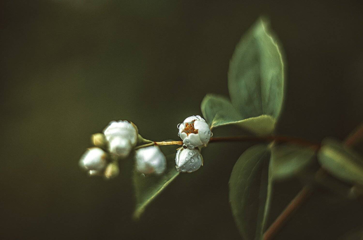 , Рут Андрей