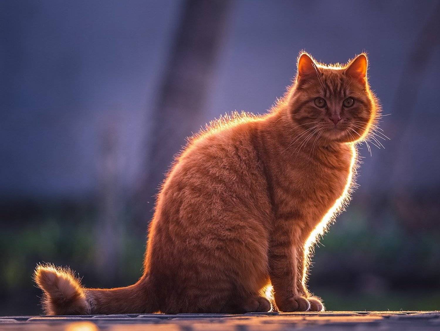 , Вячеслав Мищенко