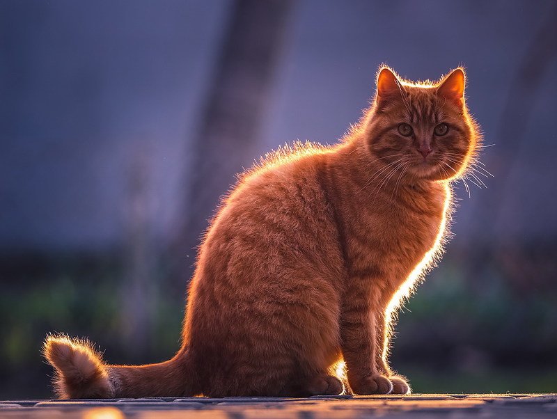 Кузя фото превью