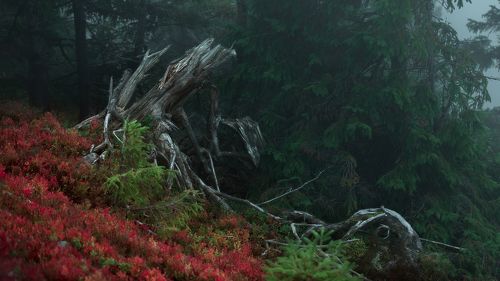 Сказочный лес