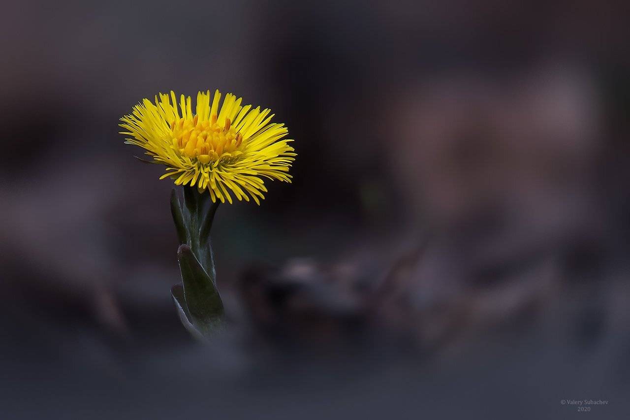 , Валерий Субачев