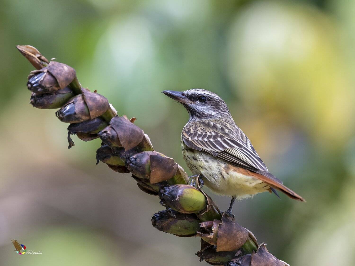 , Fernando Burgalin Sequeira
