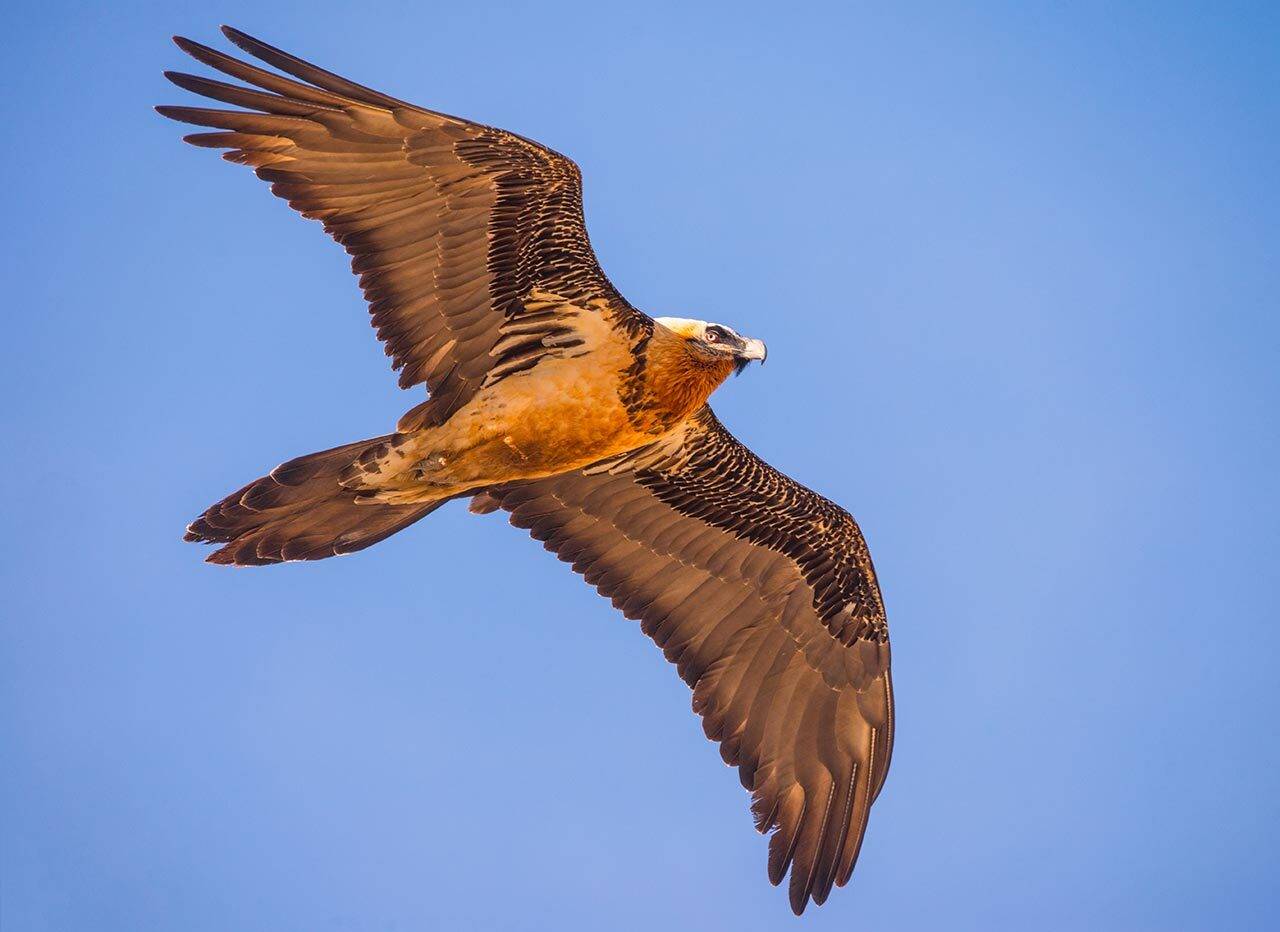 бородач, Хасан Журтов