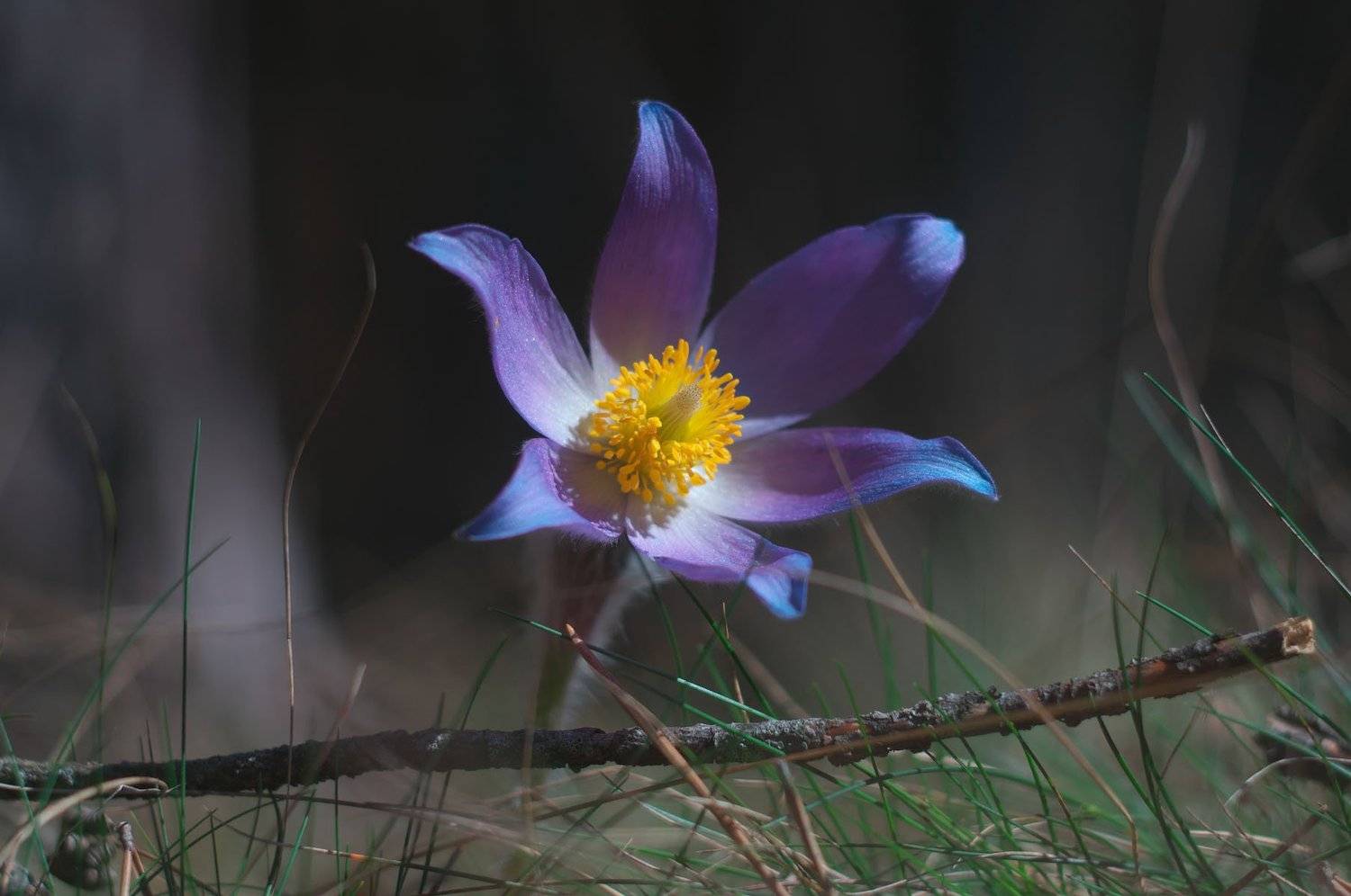 , Сергей Харитон