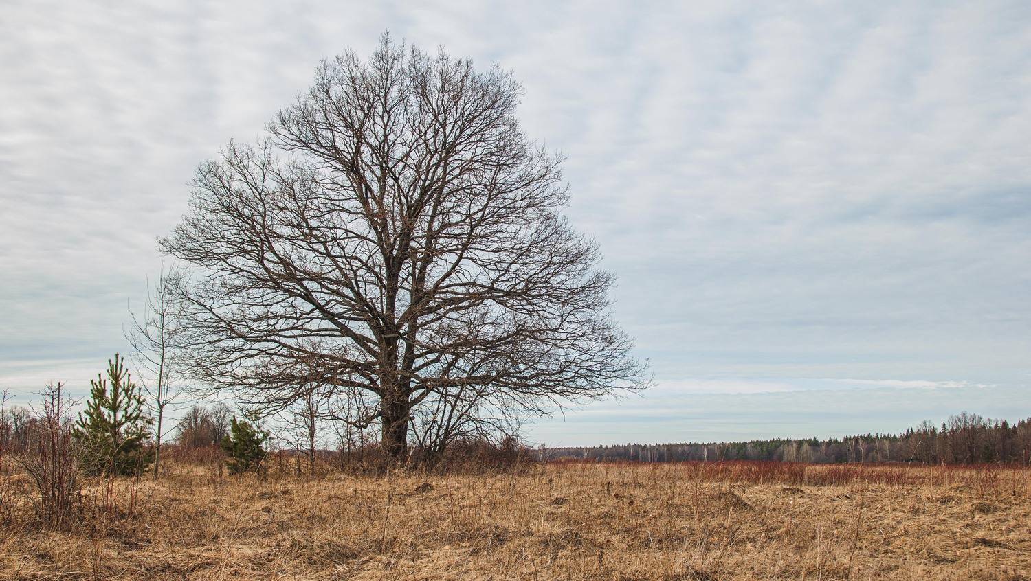 пейзаж, кулебаки, landscape, весна, spring, Владимир Васильев