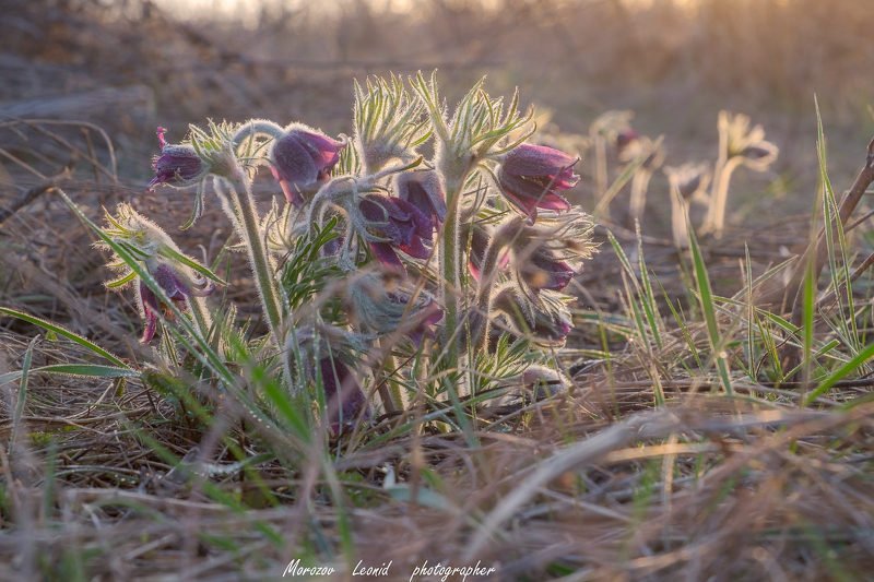 #nature, #туман, #лес, #oсень, #украина, #карпаты, #пейзаж, #закат, #туман, #солнце, #свет, #mountain range, #mountains, #туризм, #лес, #nature, #природа, Квітуча Сон-трава ...(26.03.2020) фото превью