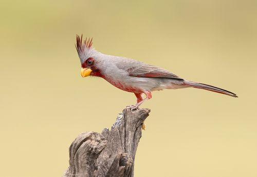 Pyrrhuloxia male - Пустынный или Попугайный кардинал