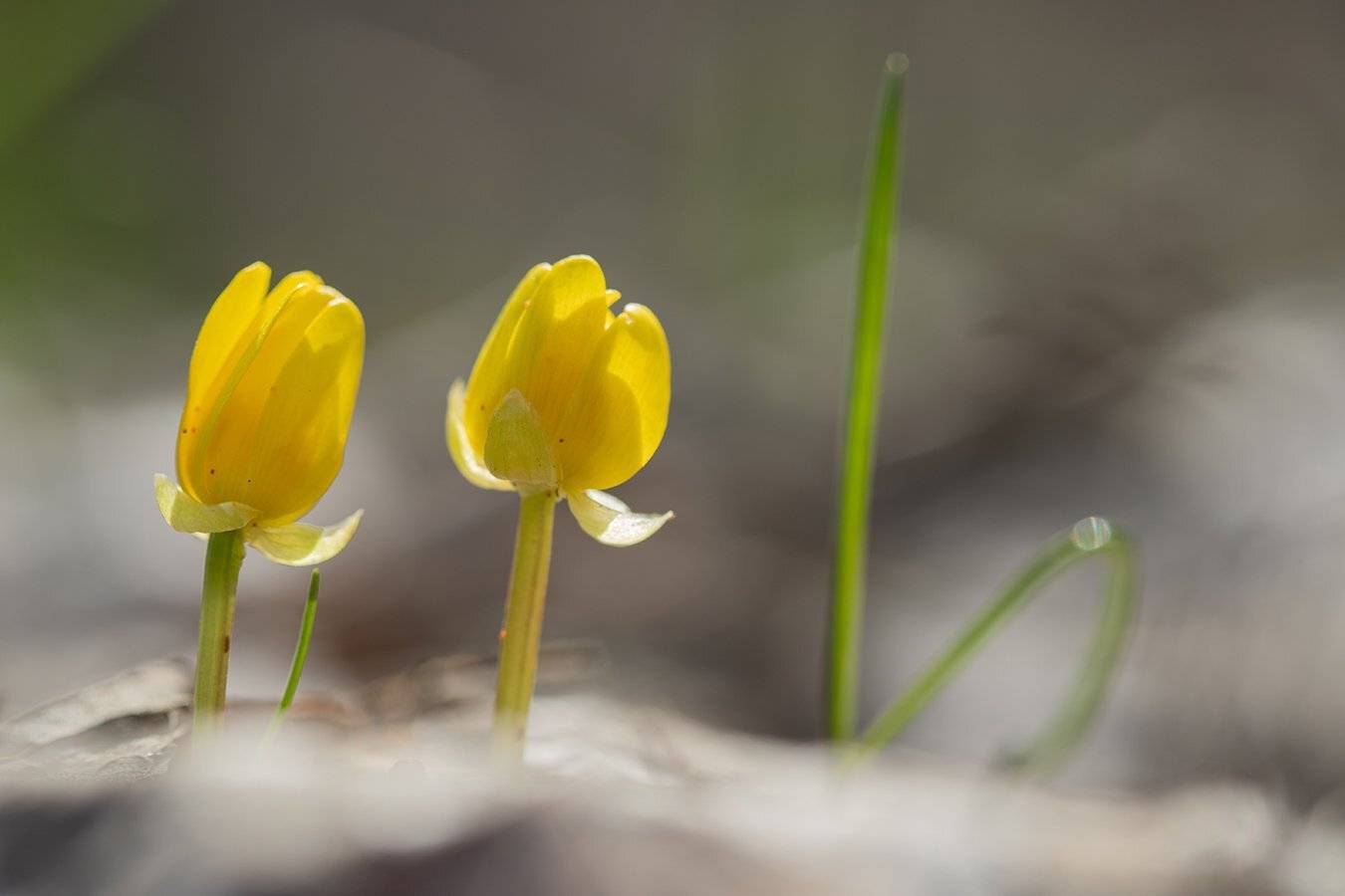 , Илья Михеев