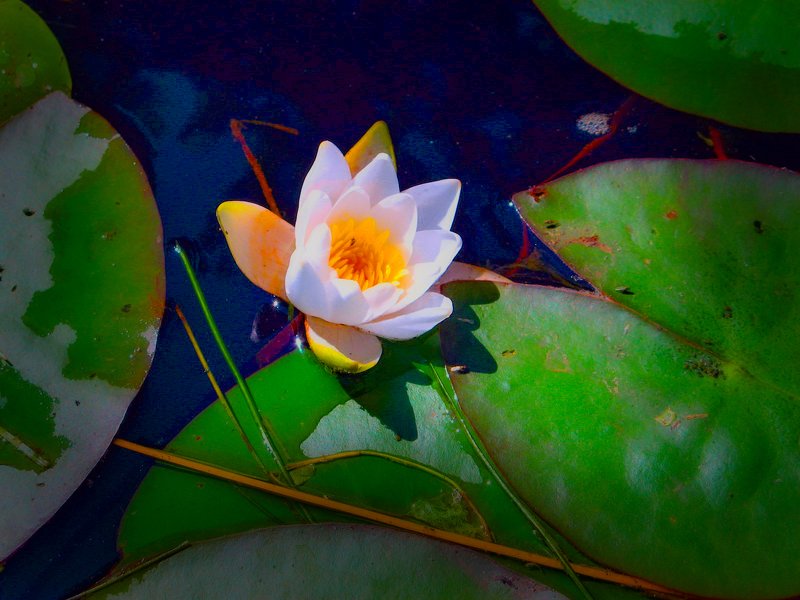 ЛИЛИЯ ЛИЛИЯ фото превью