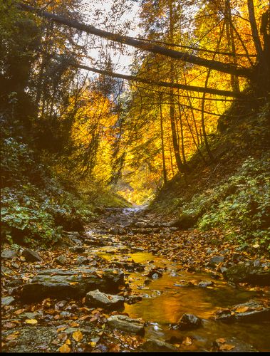 Autumn foliage trees in the Carpathian mountains. Fuji Velvia film