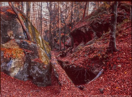 Autumn foliage trees in the Carpathian mountains. Fuji Velvia film