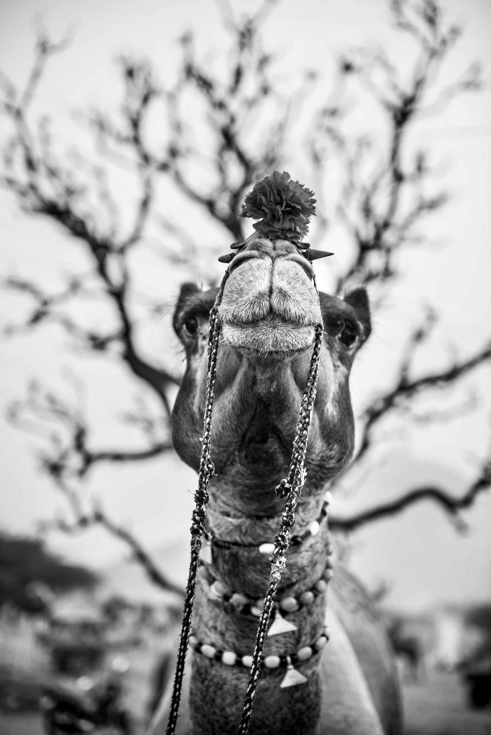 camel crown, Parvez Masud