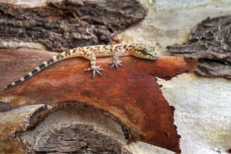 hemidactylus, turcicus, турецкий, полупалый, геккон, израиль, israel, эвкалипт Под корой эвкалипта фото превью