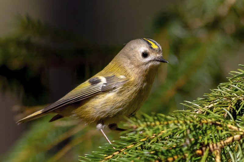 Goldcrest фото превью