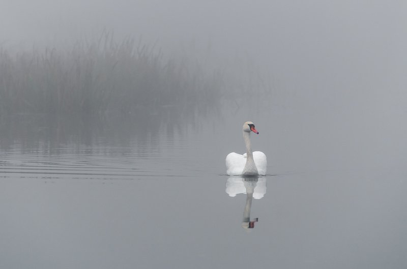 Mute swan фото превью