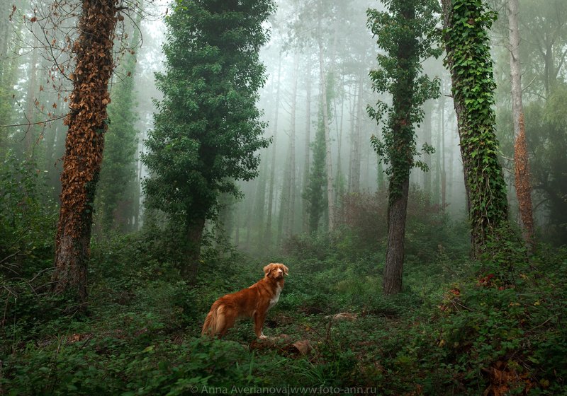 в лесу фото превью