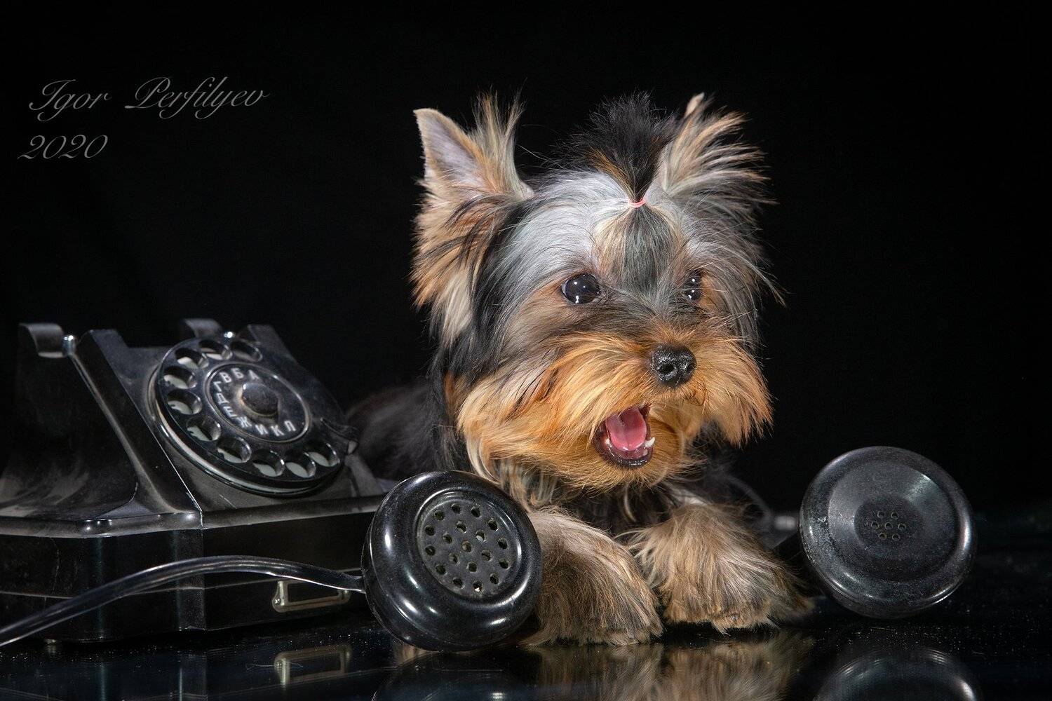 , игорь перфильев