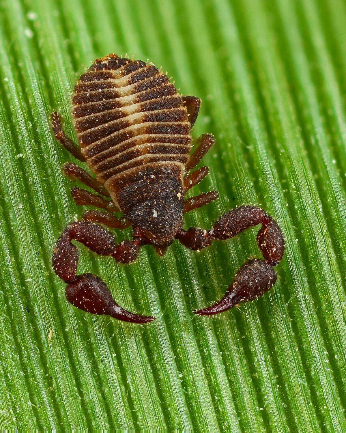 макро,природа,цвет,зеленый,растение, Андрей Шаповалов