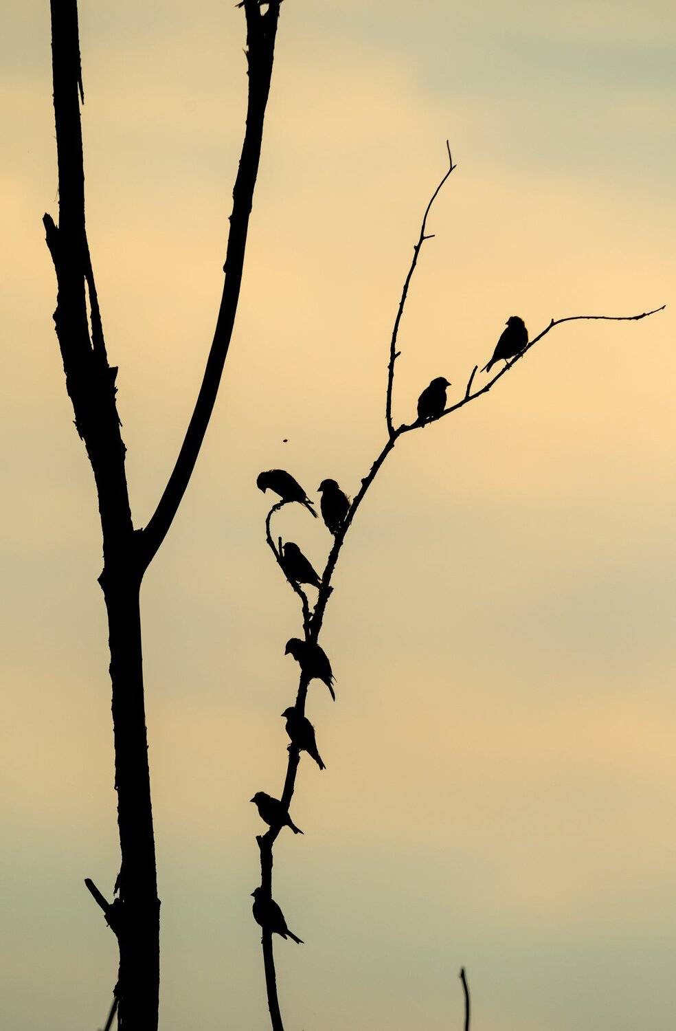 зеленушки, стая птиц, много птиц, силуэты птиц, птицы на сухом дереве, вечер, контровый свет, Ксения Соварцева