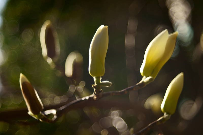 south korea, seoul, spring, march, flower, magnolia, composition, macro, sunlight, backlight, bokeh Composition фото превью