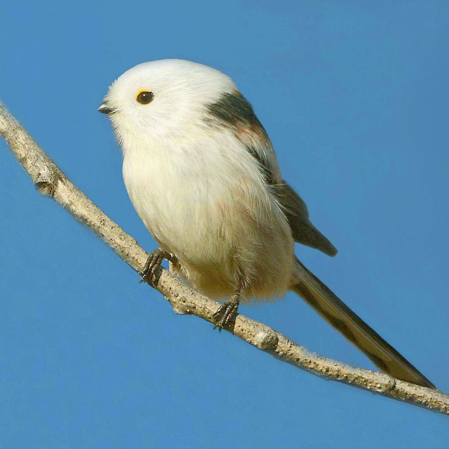 ополовник., Михаил Белоусов