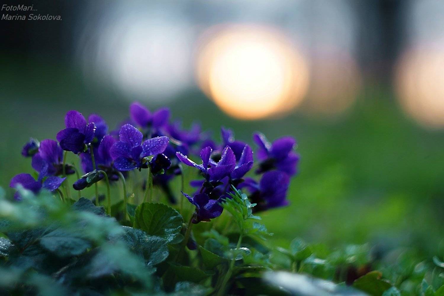 , Марина Соколова