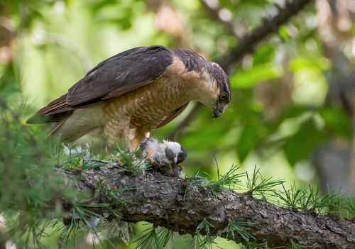 ястреб перепелятник..