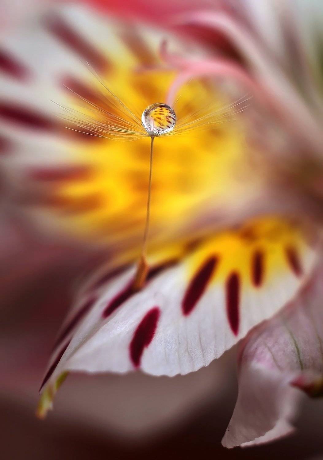 макро, макро мир, цветок, капля, одуванчик, парашютик, природа, волшебство, , Эля Draw