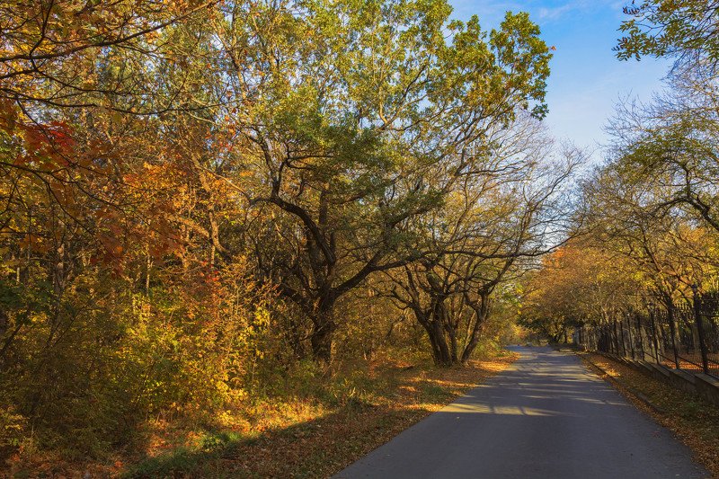 дорога в осень фото превью