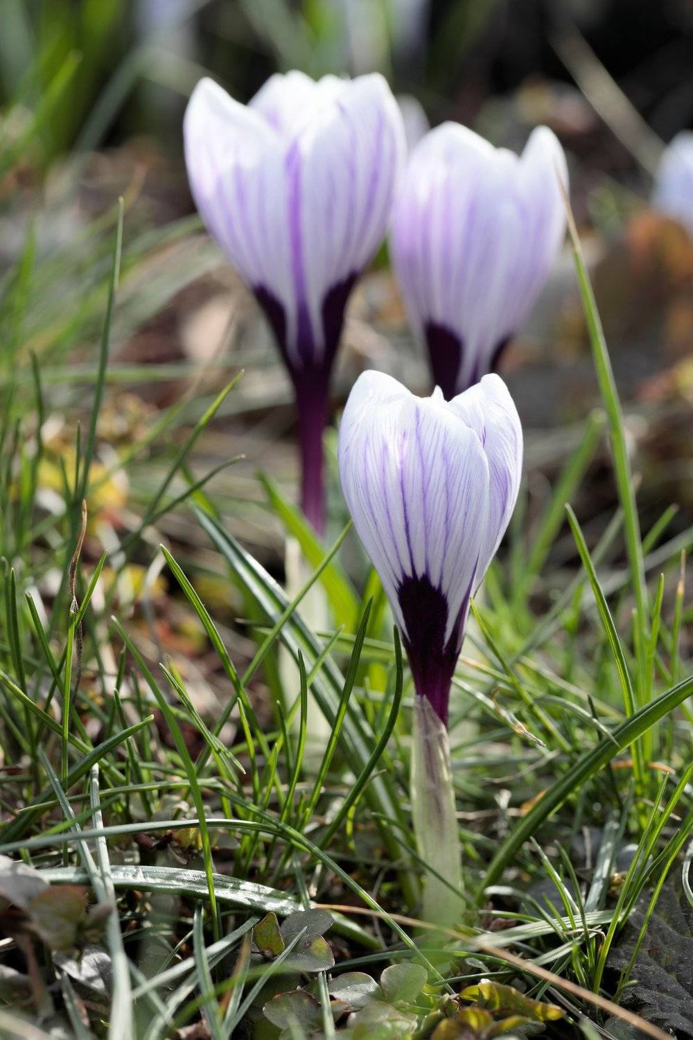 крокус, природа, цветы, весна, Алексей Попов
