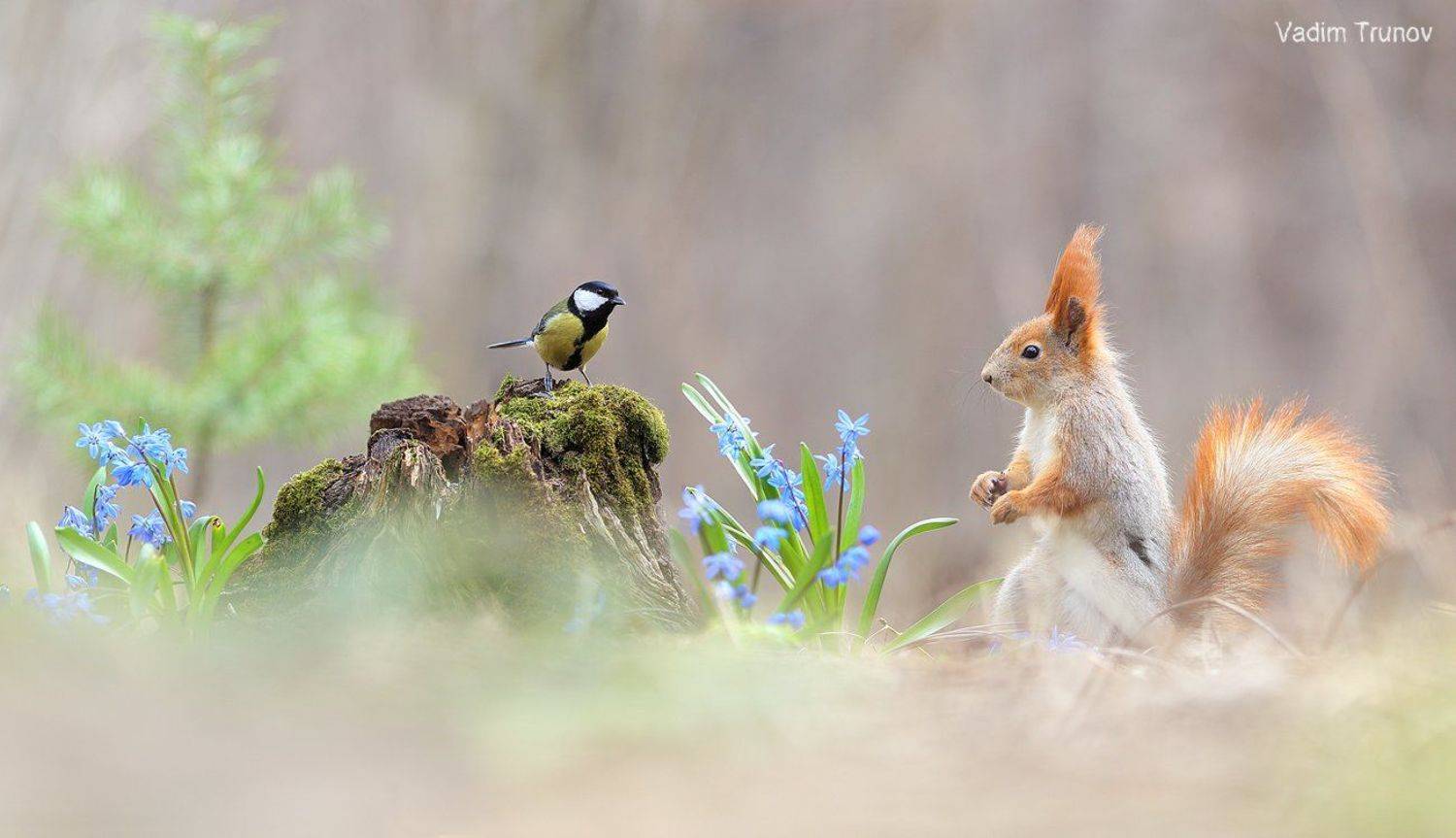 белка, синица, подснежник, squirrel, весна, Вадим Трунов