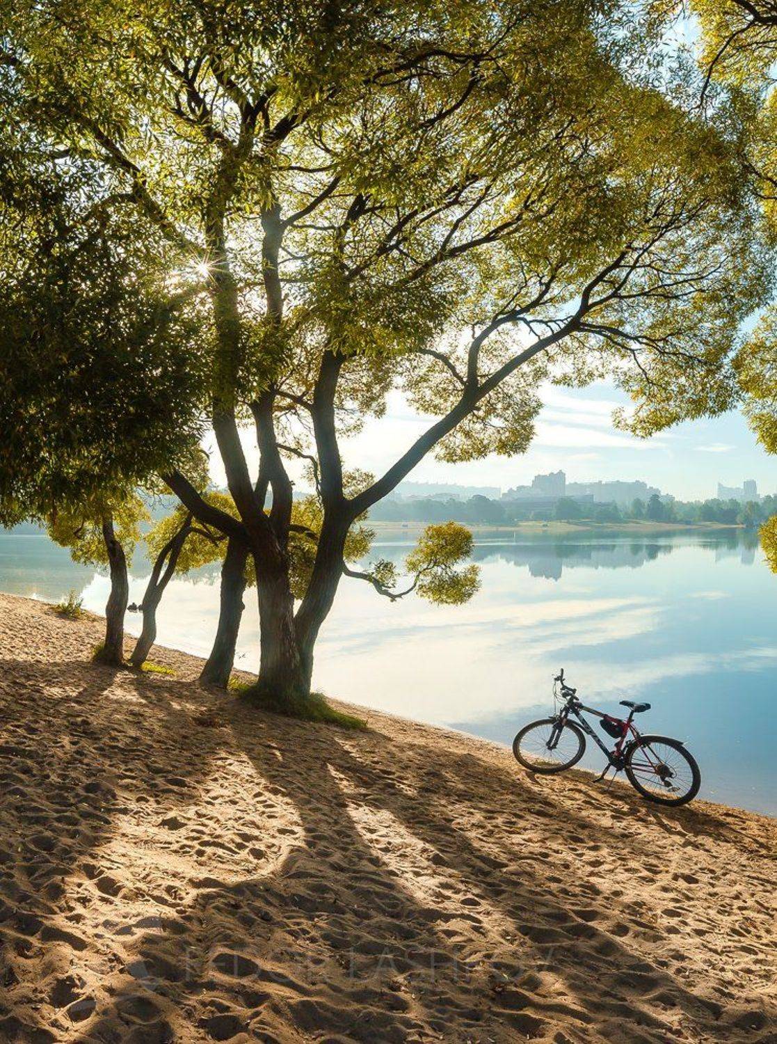 парк, озеро, санкт-петербург, велосипед, отдых, прогулка, озерки, озеро, водоём, дерево, деревья, ива, рассвет,, Лашков Фёдор
