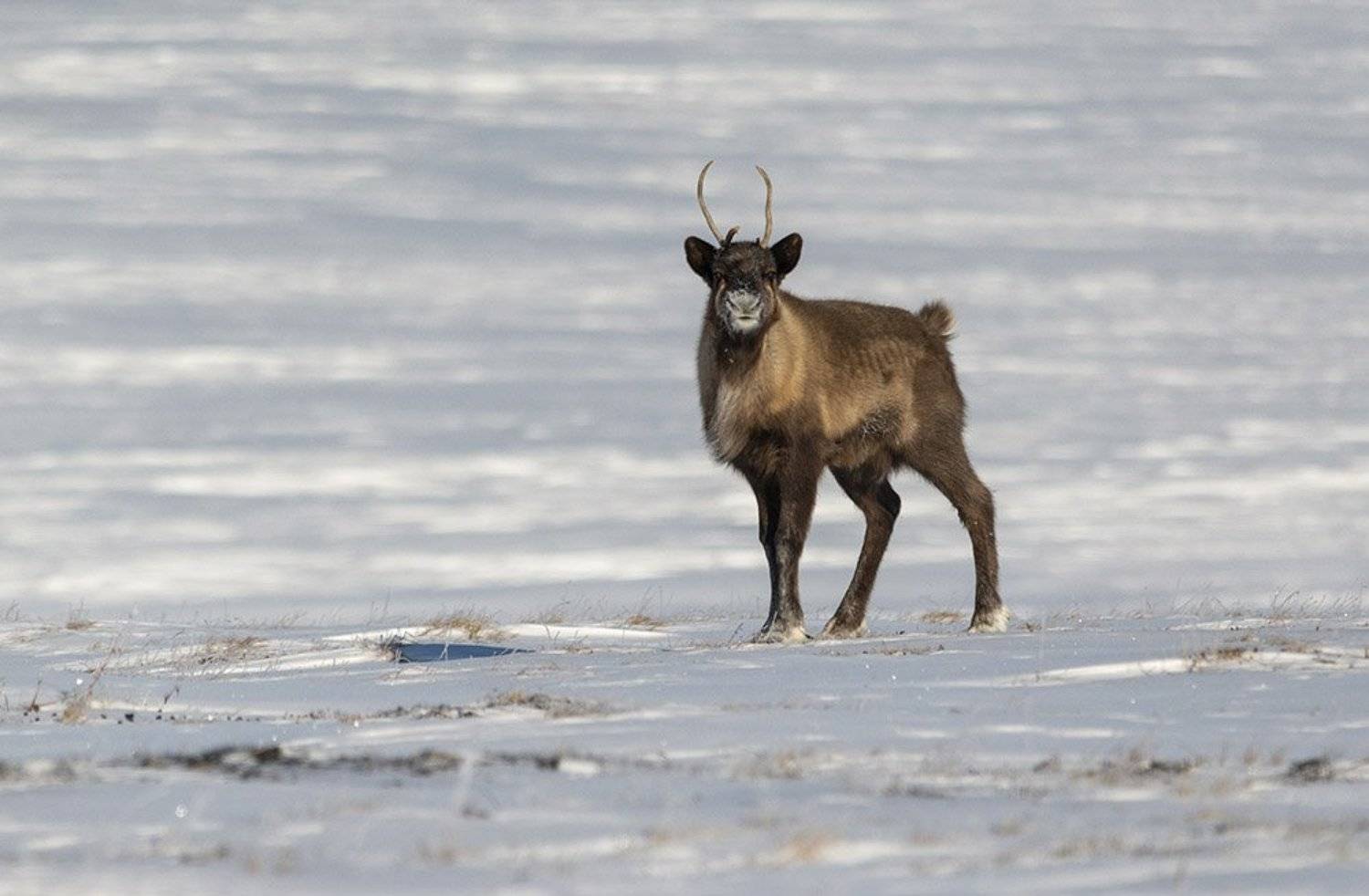 чукотка, олень, тундра, северный олень, зима, снег, Максим Деминов
