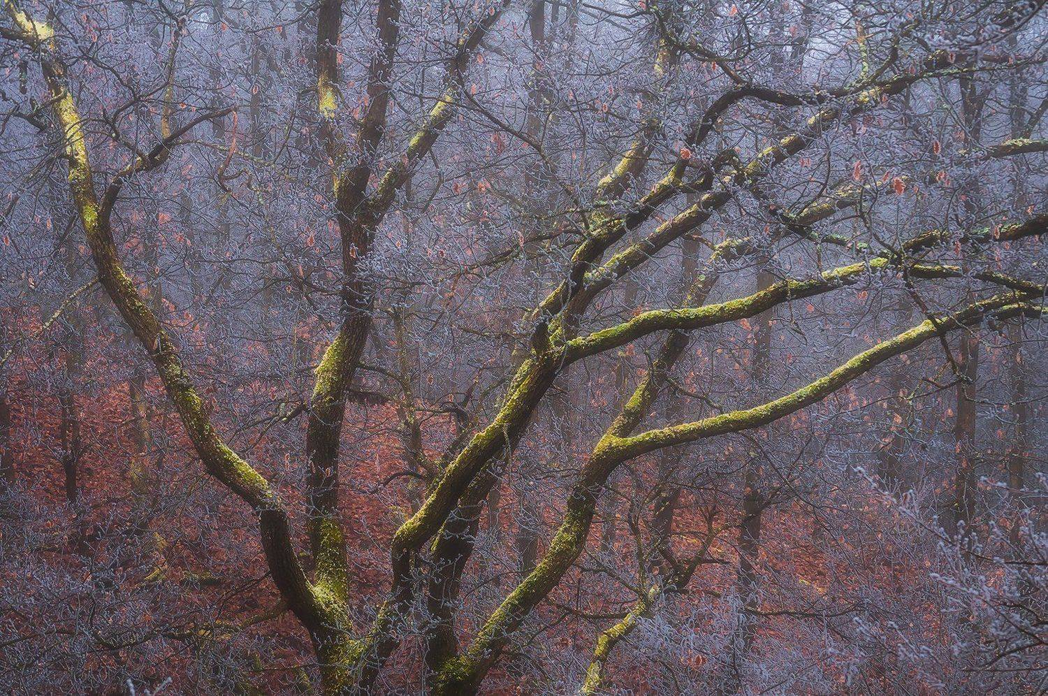 trees,nature,hungary, Csomai David